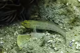 Gobius xanthocephalus