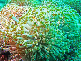 Goniopora columna