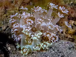 Goniopora djiboutiensis