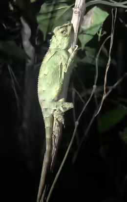 Gonocephalus kuhlii