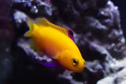 Gramma dejongi