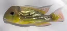 Gymnogeophagus tiraparae