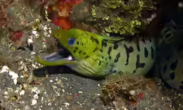 Gymnothorax fimbriatus