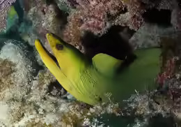 Gymnothorax funebris