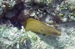 Gymnothorax miliaris