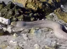 Gymnothorax pictus