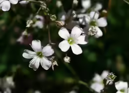 Gypsophila repens