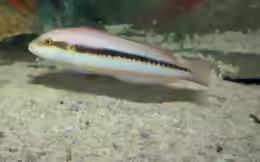 Halichoeres bivittatus
