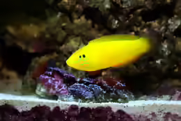Halichoeres chrysus