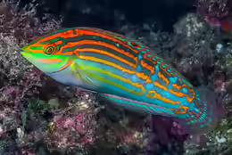 Halichoeres cosmetus