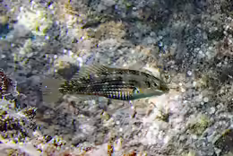 Halichoeres miniatus