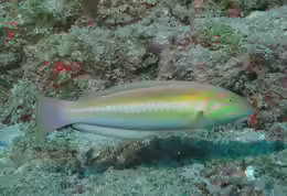 Halichoeres rubrovirens