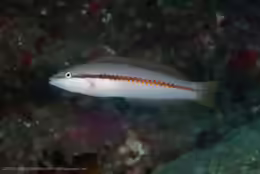 Halichoeres sazimai