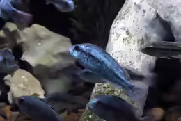 Haplochromis degeni