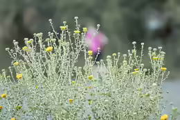 Helichrysum italicum