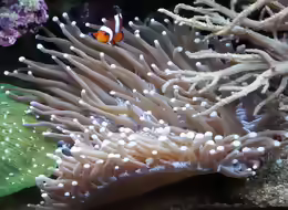 Heliofungia actiniformis