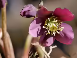 Helleborus orientalis