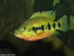 Hemichromis frempongi