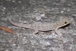 Hemidactylus bowringii