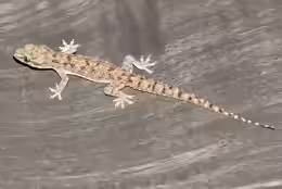 Hemidactylus brookii