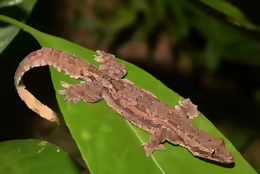 Hemidactylus craspedotus