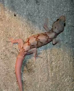 Hemidactylus depressus