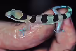 Hemidactylus fasciatus