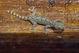 Hemidactylus garnotii