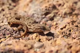 Hemidactylus gleadowi