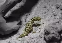 Hemidactylus imbricatus