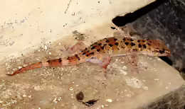 Hemidactylus maculatus