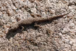 Hemidactylus mercatorius