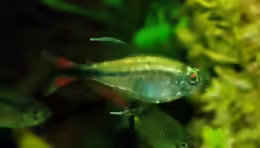 Hemigrammus filamentosus