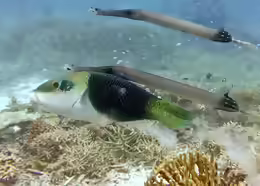Hemigymnus melapterus