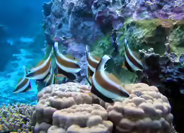 Heniochus chrysostomus