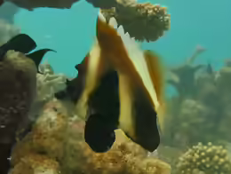Heniochus pleurotaenia