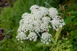 Heracleum lanatum