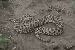 Heterodon nasicus