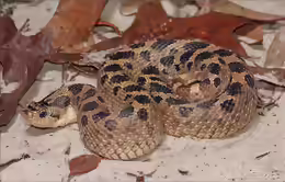 Heterodon simus