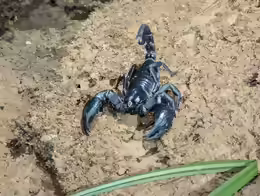 Heterometrus laoticus