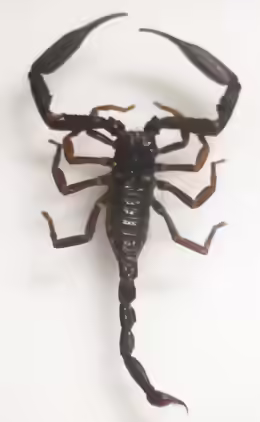 Heterometrus longimanus