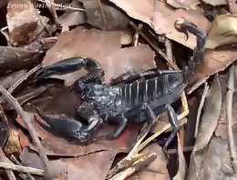 Heterometrus spinifer