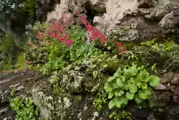 Heuchera sanguinea
