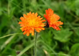Hieracium aurantiacum