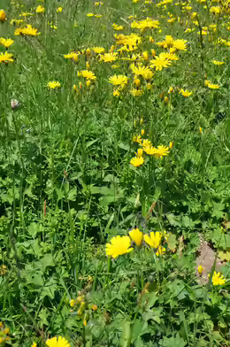 Hieracium lachenalii
