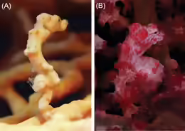 Hippocampus bargibanti