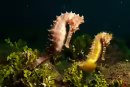 Hippocampus histrix