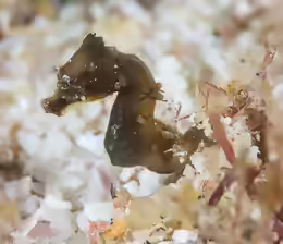 Hippocampus nalu