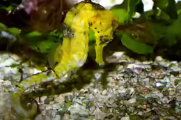 Hippocampus reidi