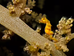 Hippocampus waleananus